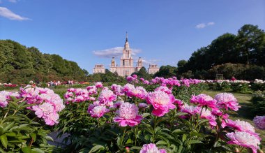Moskova 'da yaz aylarında botanik bahçesinde pembe, güneşli, şakayık çiçeklerinin yakın görüntüsü.