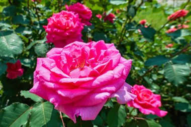 Pembe, güneşli gül çiçekleri yazın Moskova 'da botanik bahçesinde kapanıyor.