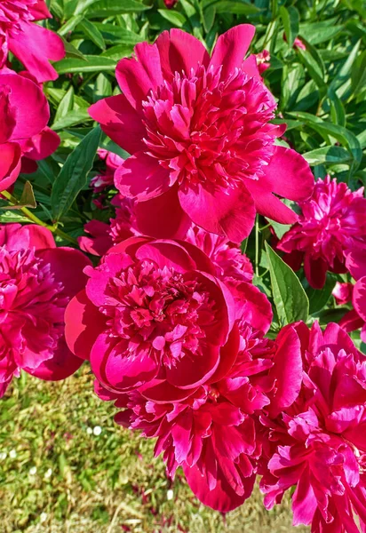 Close View Pink Red Sunny Peony Flowers Botanical Garden Summer — Stock Photo, Image