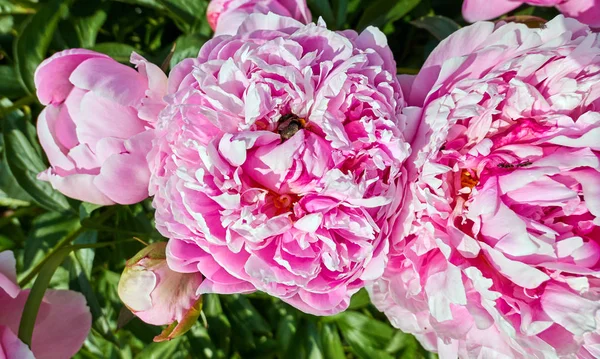 Vue Rapprochée Des Fleurs Rouges Roses Pivoine Ensoleillée Dans Jardin — Photo