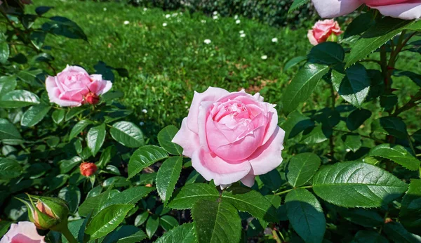 Rosa Rojo Soleado Rosa Flores Cerca Jardín Botánico Verano Moscú — Foto de Stock