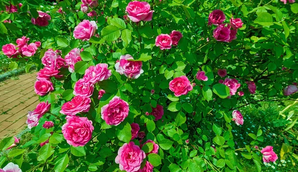 Rosa Rojo Soleado Rosa Flores Cerca Jardín Botánico Verano Moscú — Foto de Stock