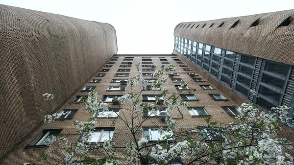 Ψηλά Τοίχο Του Κτιρίου Κατοικιών Στη Μόσχα Λευκά Άνθη Κερασιάς — Φωτογραφία Αρχείου