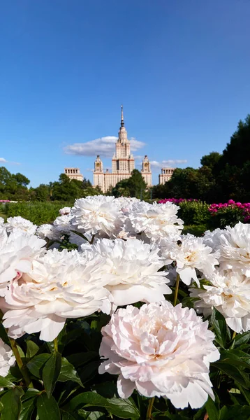 Nahaufnahme Von Rosaroten Sonnigen Pfingstrosenblüten Botanischen Garten Sommer Moskau — Stockfoto