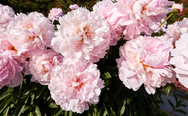 Vue Rapprochée Des Fleurs Rouges Roses Pivoine Ensoleillée Dans Jardin — Photo