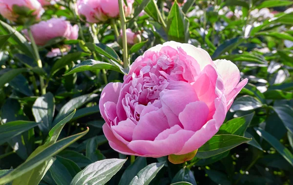 Vue Rapprochée Des Fleurs Rouges Roses Pivoine Ensoleillée Dans Jardin — Photo