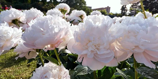 Ζουμερά Λευκά Παιώνια Λουλούδια Στον Βοτανικό Κήπο Της Μόσχας — Φωτογραφία Αρχείου