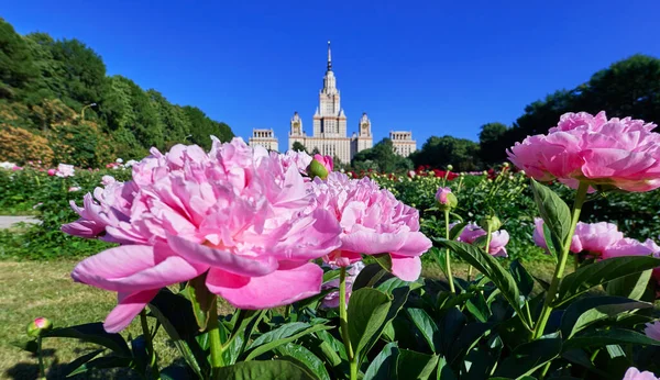 Nahaufnahme Von Rosaroten Sonnigen Pfingstrosenblüten Botanischen Garten Sommer Moskau — Stockfoto