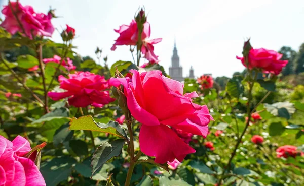 Rosa Rojo Soleado Rosa Flores Cerca Jardín Botánico Verano Moscú — Foto de Stock