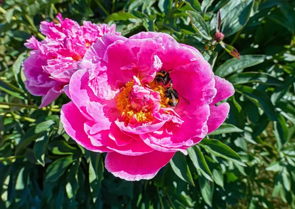 Close Vista Rosa Vermelho Ensolarado Peônia Flores Bumble Abelhas Jardim — Fotografia de Stock