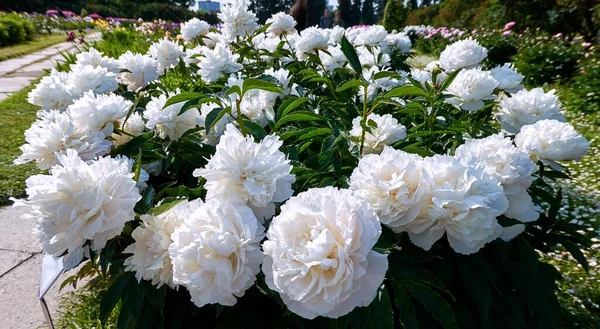 Fleurs Pivoine Blanche Juteuses Dans Jardin Botanique Moscou — Photo