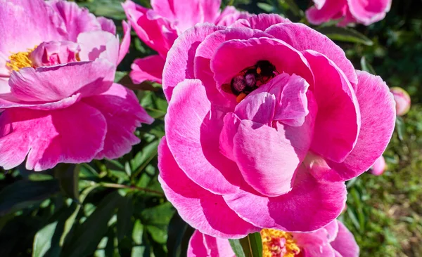 Vue Rapprochée Des Fleurs Pivoine Rose Rouge Ensoleillé Des Bourdons — Photo