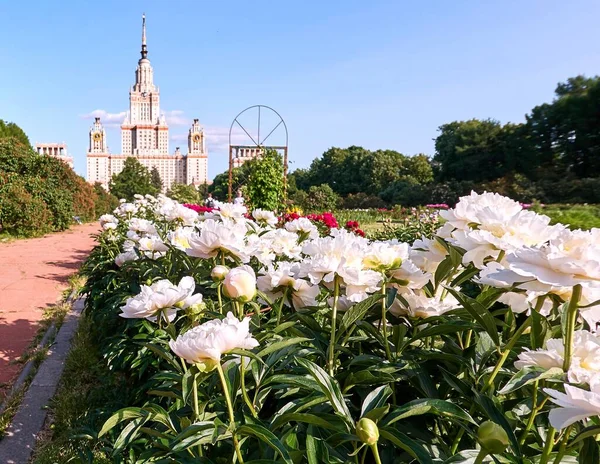 Saftige Weiße Pfingstrosenblüten Botanischen Garten Von Moskau — Stockfoto