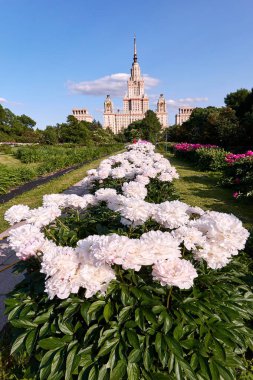 Moskova 'nın botanik bahçesinde sulu beyaz şakayık çiçekleri