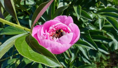 Moskova 'da yaz aylarında botanik bahçesinde pembe, güneşli, şakayık çiçekleri ve bal arılarının yakın görüntüsü.