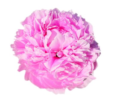 Canlı pembe gül şakayığı beyaz arka planda izole edilmiş. 