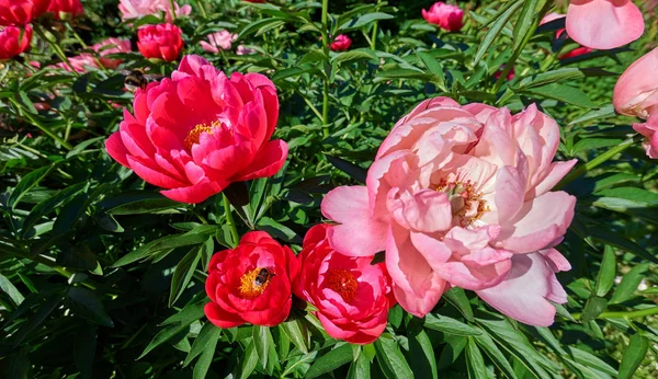 Vue Rapprochée Des Fleurs Pivoine Rose Rouge Ensoleillé Des Bourdons — Photo