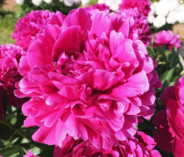 Close View Pink Red Sunny Peony Flowers Botanical Garden Summer — Stock Photo, Image