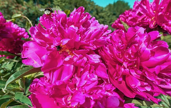 Close Vista Rosa Vermelho Ensolarado Peônia Flores Jardim Botânico Verão — Fotografia de Stock