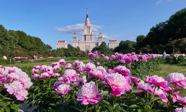 Nahaufnahme Von Rosaroten Sonnigen Pfingstrosenblüten Botanischen Garten Sommer Moskau — Stockfoto