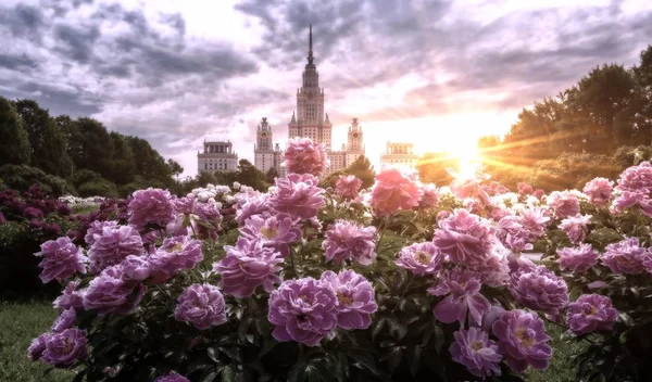 Brede Hoek Levendige Uitzicht Campus Botanische Tuin Van Beroemde Russische — Stockfoto