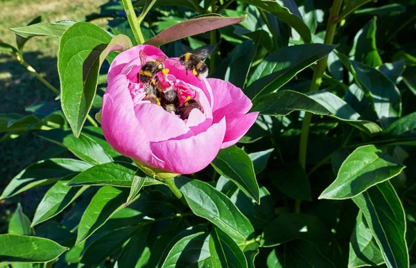 Vista Cerca Flores Peonía Soleadas Rojas Rosadas Abejorros Jardín Botánico —  Fotos de Stock