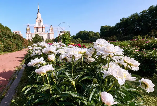 Saftige Weiße Pfingstrosenblüten Botanischen Garten Von Moskau — Stockfoto