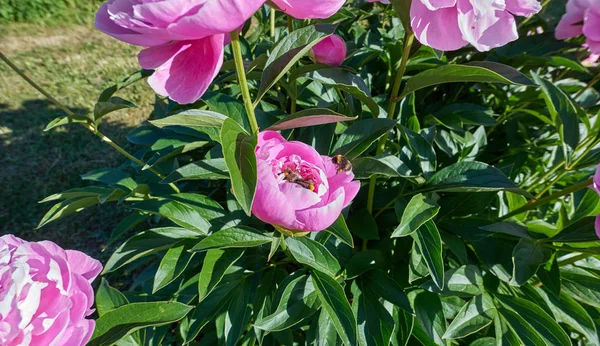 Закрыть Вид Розово Красные Солнечные Пионы Шмели Ботаническом Саду Летней — стоковое фото