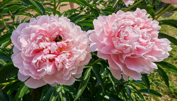 Close View Pink Red Sunny Peony Flowers Bumble Bees Botanical — Stock Photo, Image