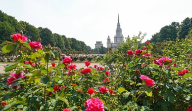 Pembe, güneşli gül çiçekleri yazın Moskova 'da botanik bahçesinde kapanıyor.