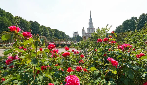 Rosa Vermelho Ensolarado Rosa Flores Fechar Jardim Botânico Verão Moscou — Fotografia de Stock