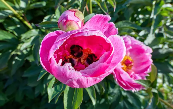 Nahaufnahme Von Rosa Rot Sonnigen Pfingstrosen Blumen Und Hummeln Botanischen — Stockfoto