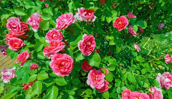 Rosa Rojo Soleado Rosa Flores Cerca Jardín Botánico Verano Moscú — Foto de Stock