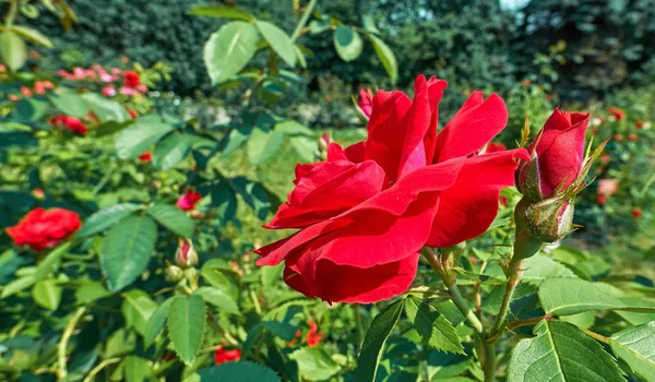 Розово Красные Солнечные Цветы Розы Закрываются Ботаническом Саду Летом Москве — стоковое фото