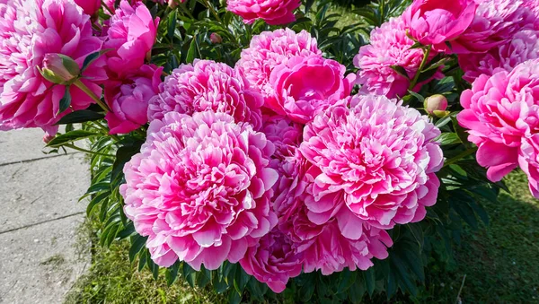 Close View Pink Red Sunny Peony Flowers Botanical Garden Summer — Stock Photo, Image