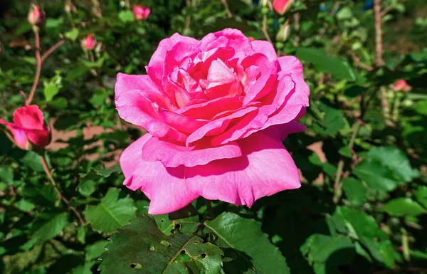 Rosa Rojo Soleado Rosa Flores Cerca Jardín Botánico Verano Moscú — Foto de Stock