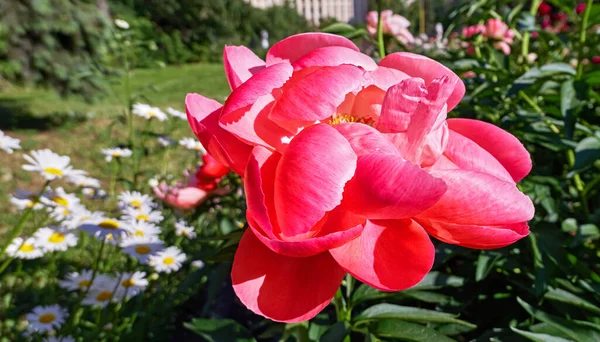 Nahaufnahme Von Rosaroten Sonnigen Pfingstrosenblüten Botanischen Garten Sommer Moskau — Stockfoto