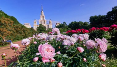 Moskova 'da yaz aylarında botanik bahçesinde pembe, güneşli, şakayık çiçeklerinin yakın görüntüsü.