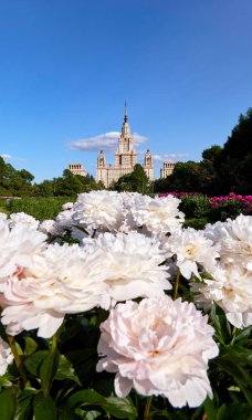 Moskova 'nın botanik bahçesinde sulu beyaz şakayık çiçekleri