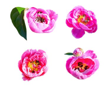 Yazın Moskova 'da botanik bahçesindeki bal arılarıyla dolu pembe, güneşli şakayık çiçeklerinin yakın çekim görüntüleri beyaz arka planda izole edilmiş.