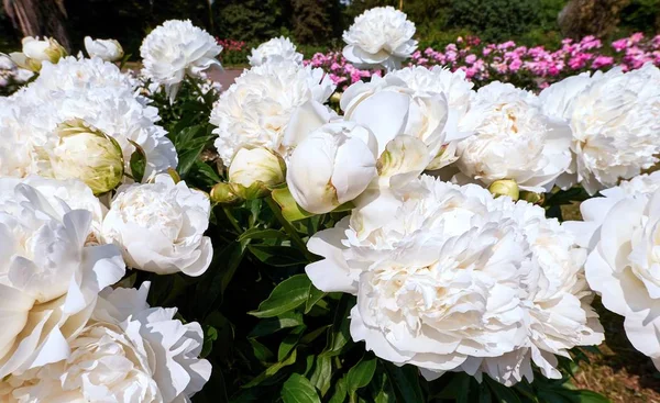 モスクワの植物園でジューシーな白い牡丹の花 — ストック写真