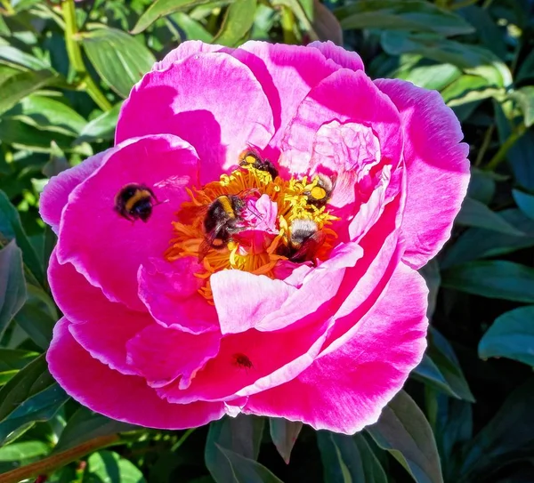 Nahaufnahme Von Rosa Rot Sonnigen Pfingstrosen Blumen Und Hummeln Botanischen — Stockfoto