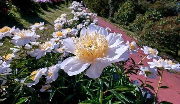 モスクワの植物園でジューシーな白い黄色の二重色の牡丹の花の鮮やかな雲のビュー — ストック写真