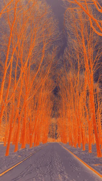 Duotone Vue Couleur Allée Des Arbres Hiver Avec Des Chaînes — Photo