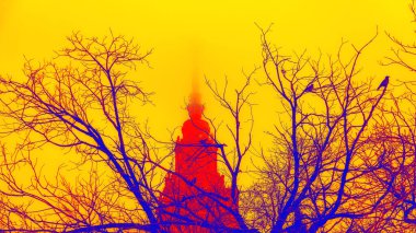 Moskova 'daki ünlü Rus Üniversitesi' nin sisli kampüsünde çıplak sonbahar ağacı dalları üzerinde kuş sürüsü renginde.