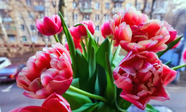 Сочные Красочные Весенние Тюльпаны Международного Женского Дня Крупным Планом — стоковое фото