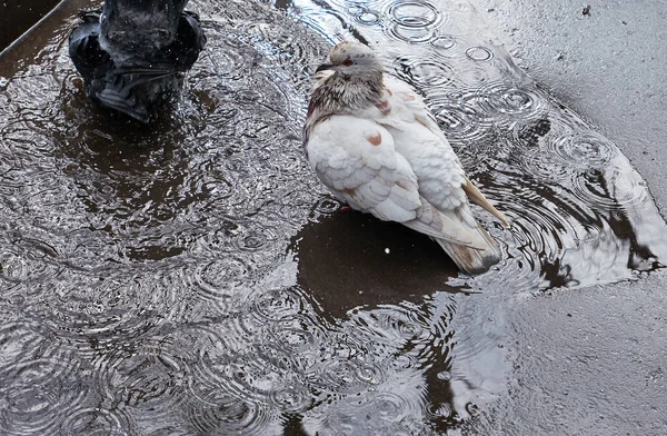 春池中的白鸽和黑鸽 潮湿的沥青路面上有裸树倒影 — 图库照片