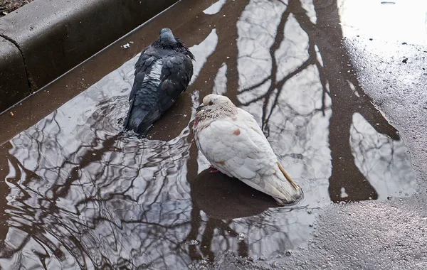 Vita Och Mörka Duvor Vårdammen Med Nakna Trädreflektioner Våt Asfalt — Stockfoto