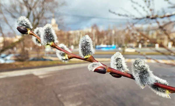 Fluffy willow with rain drops close up in spring Moscow