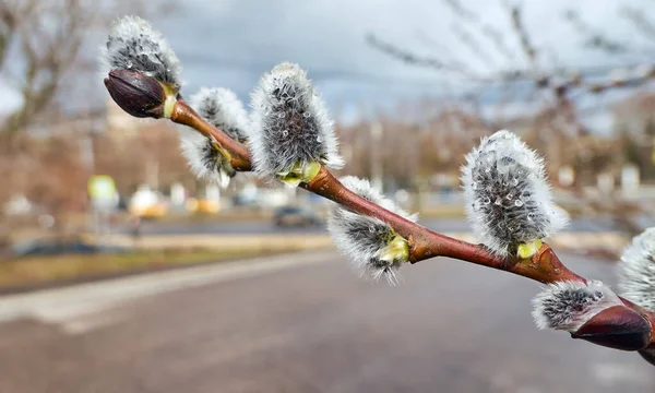 Fluffy willow with rain drops close up in spring Moscow